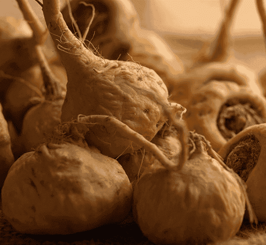 Maca root